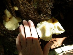 Omphalotus nidiformis