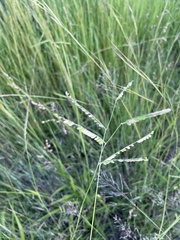 Urochloa