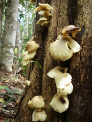 Omphalotus nidiformis