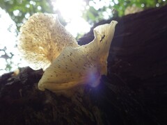 Omphalotus nidiformis