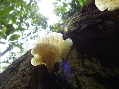 Omphalotus nidiformis