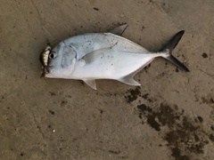 Caranx ignobilis