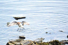 Calidris fuscicollis