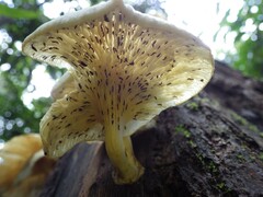Omphalotus nidiformis
