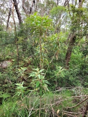 Astrotricha floccosa