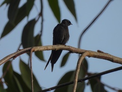 Psalidoprocne pristoptera