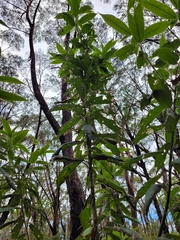 Astrotricha floccosa