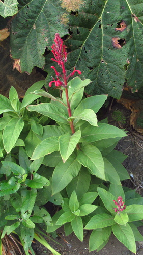 Devil's tobacco (Lobelia tupa)