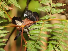 Spermestes bicolor