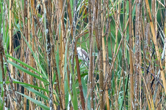 Acrocephalus gracilirostris