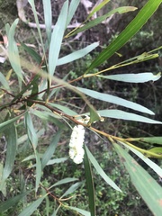 Juliflorae