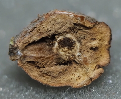 Disholcaspis cinerosa