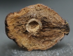Disholcaspis cinerosa