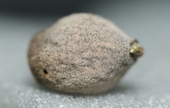 Disholcaspis cinerosa