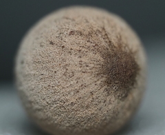 Disholcaspis cinerosa