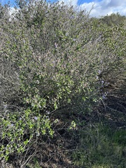 Ceanothus tomentosus