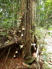 Omphalotus nidiformis