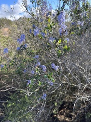 Ceanothus tomentosus