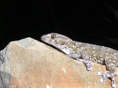 Chondrodactylus bibronii