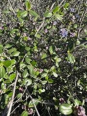 Ceanothus tomentosus