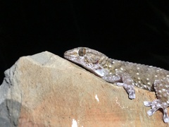 Chondrodactylus bibronii