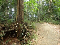 Omphalotus nidiformis