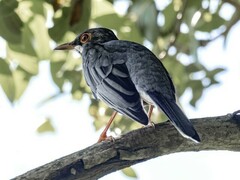Turdus plumbeus
