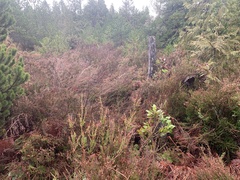 Calluna vulgaris