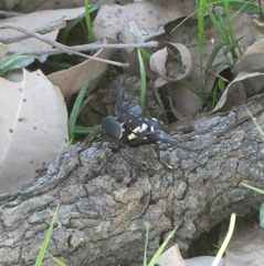 Triclista guttata