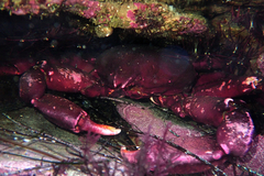 Taliepus nuttallii