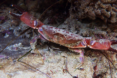 Cycloxanthops novemdentatus