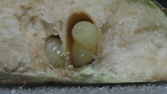 Callirhytis quercusbatatoides