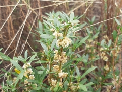 Alternanthera denticulata