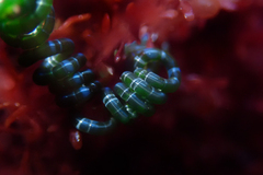 Chaetomorpha spiralis