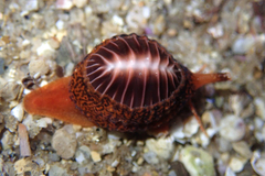 Pseudopusula californiana