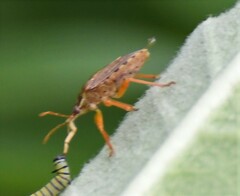 Podisus maculiventris