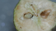 Callirhytis quercusbatatoides