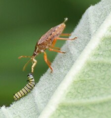 Podisus maculiventris