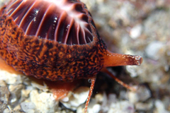 Pseudopusula californiana