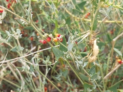 Chenopodium nutans