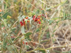 Chenopodium nutans