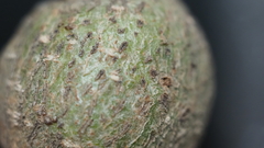 Callirhytis quercusbatatoides