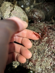 Cumathamnion decipiens