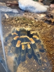 Brachypelma hamorii