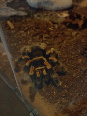 Brachypelma hamorii