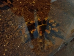 Brachypelma hamorii