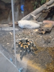 Brachypelma hamorii