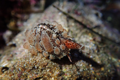 Pusula solandri