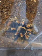 Brachypelma hamorii