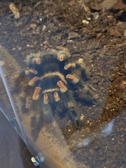 Brachypelma hamorii